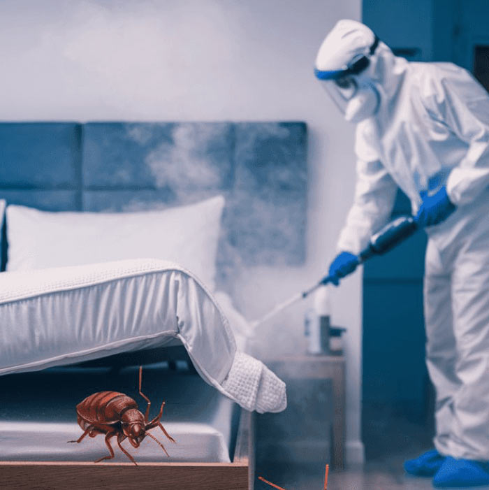 Bed Bug Treatment in Pune | Vaishnavi Pest Control