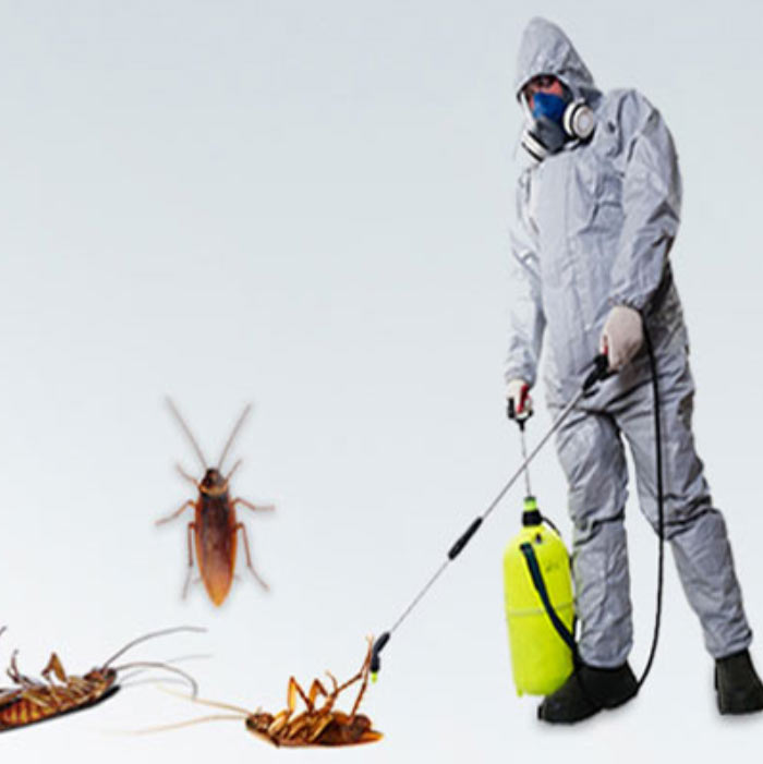 Cockroach Pest Control Services in Pune | Vaishnavi Pest Control
