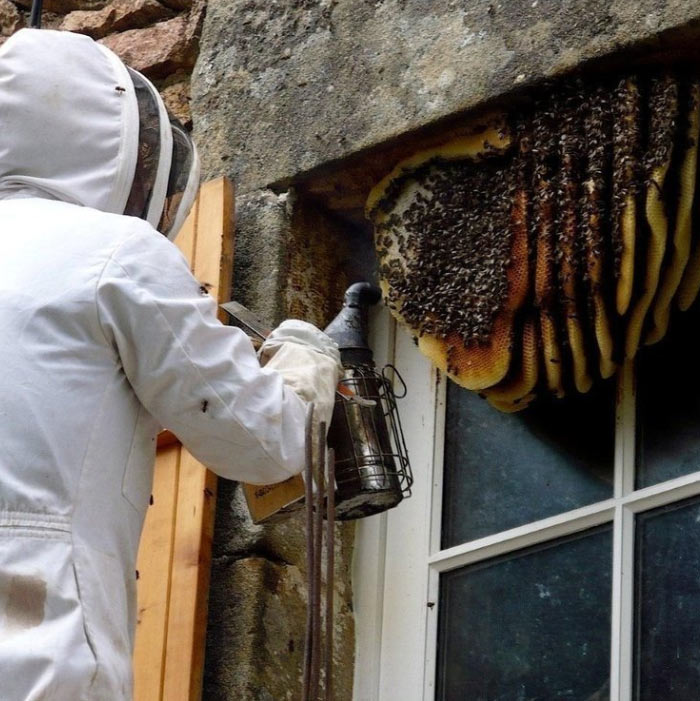 Honey Bee Removal Service Provider in Pune | Vaishnavi Pest Control