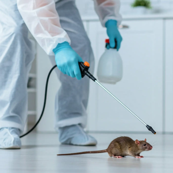Rat Control Services in Pune | Vaishnavi Pest Control